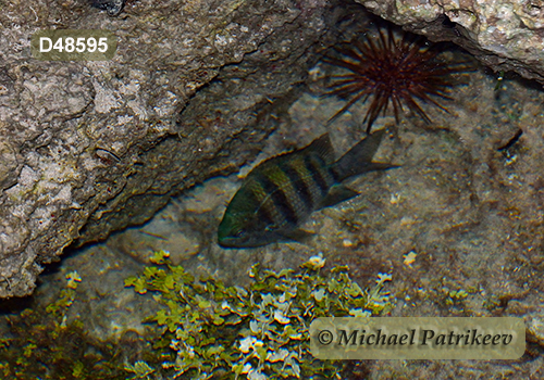 Sergeant-major (Abudefduf saxatilis)